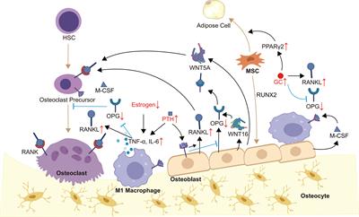 Focusing on OB-OC-MΦ Axis and miR-23a to Explore the Pathogenesis and Treatment Strategy of Osteoporosis